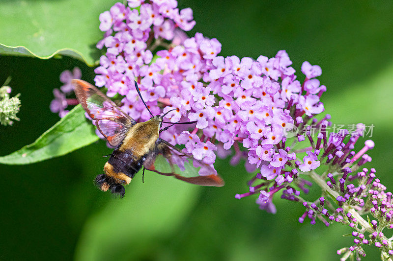 金银花狮身人面像(Hemaris diffinis)，雪莓清。